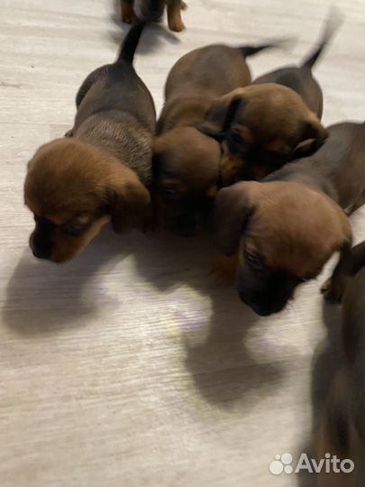 Щенки таксы