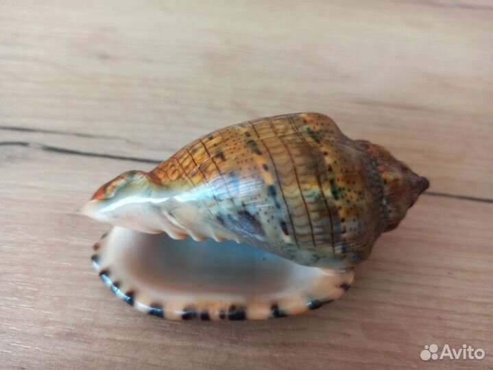 Морская раковина