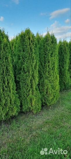 Туя Смарагд