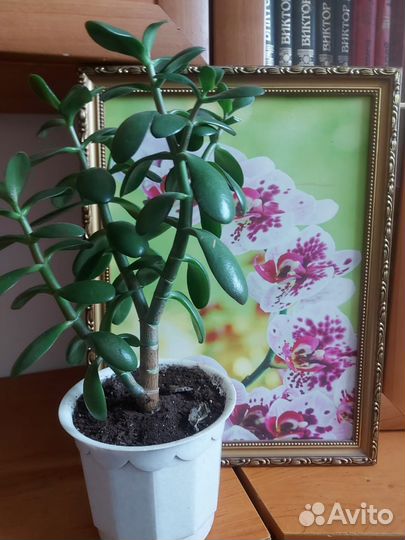 Толлстянка