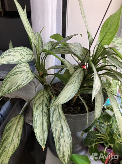 Цветок аглоунема