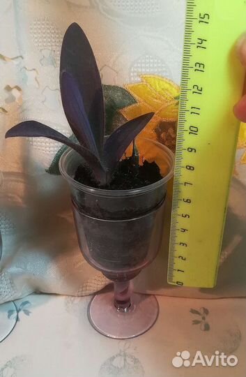 Фиолетовая традесканция Сеткрезия