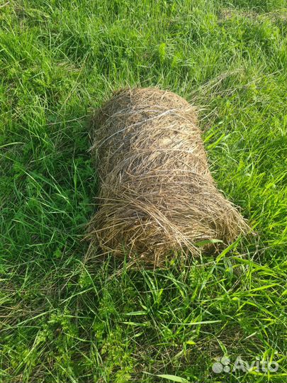Продам сено в рулонах свежий укос