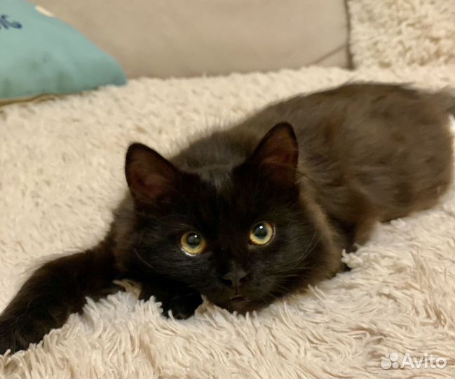 Котенок мальчик в дар