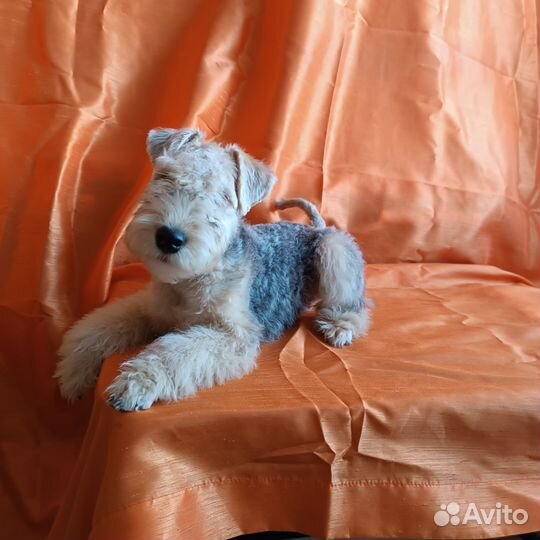 Лейкленд терьер(мини эрдельтерьер )