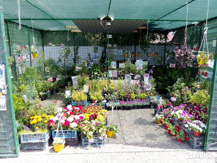 Саженцы плодовых,декоративных растений,розы