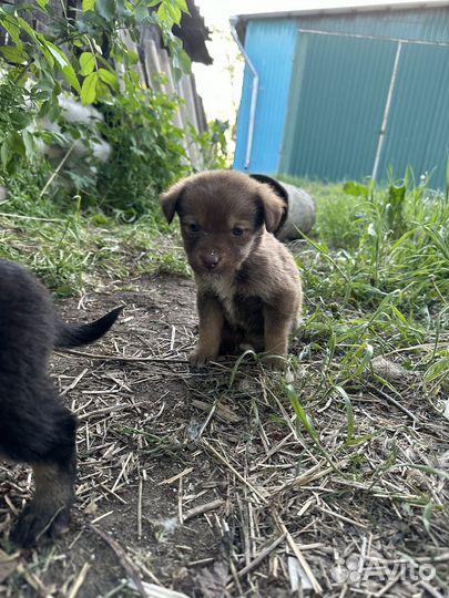 Щенята в добрые руки