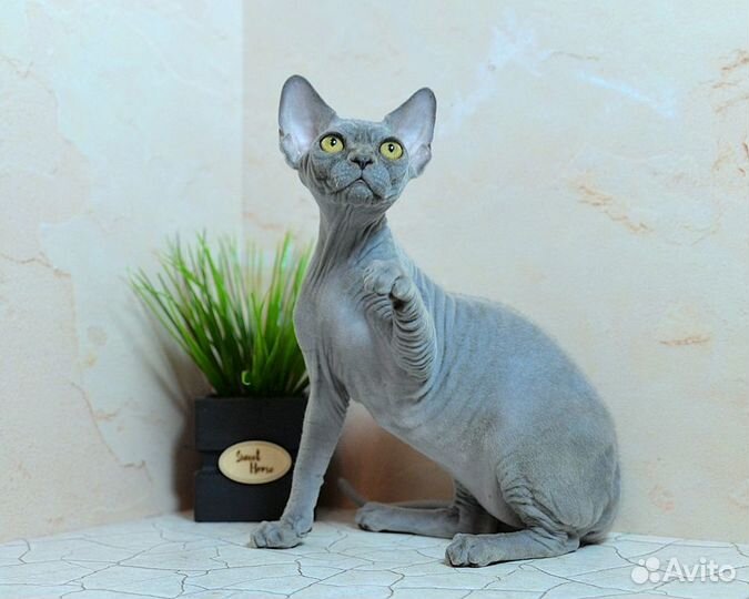 Голубой девончик