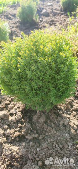 Туя западная Тедди, Медвежонок