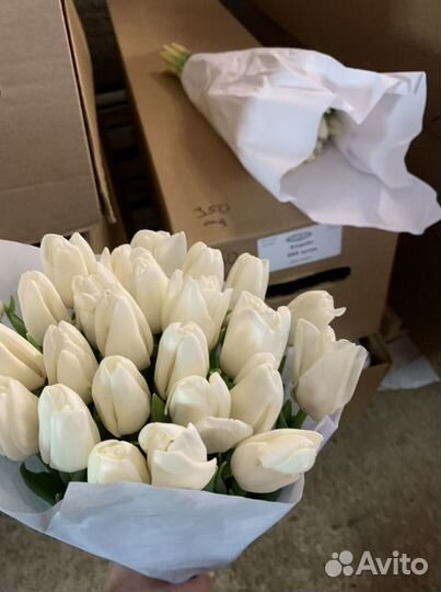 Тюльпаны оптом 8 марта (белые Update)