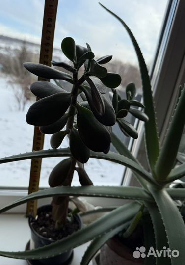 Сукуленты, традесканция