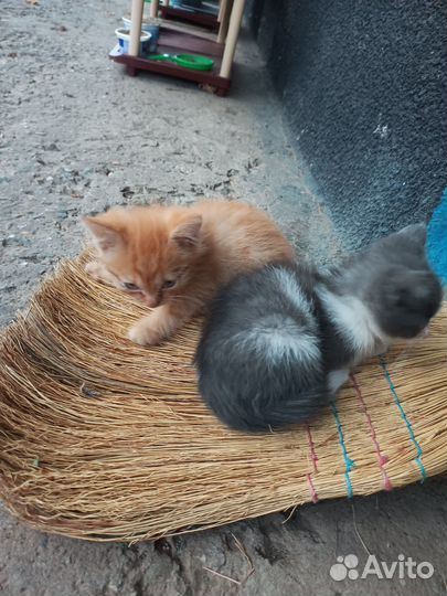 Отдам в добрые руки котят