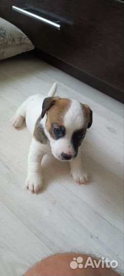 Щенки джек Рассел терьер гладкошерстный