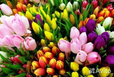 Тюльпаны