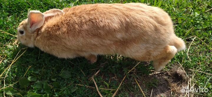 Кролики самка