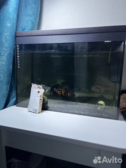 Астронотус