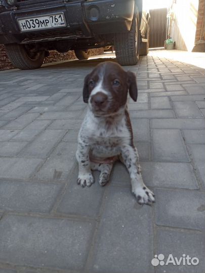 Щенки курцхаара