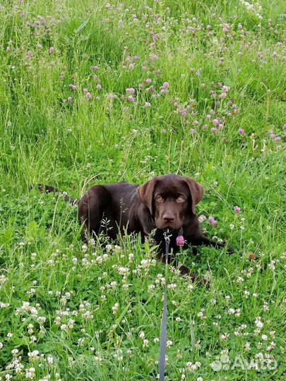 Передержка собак домашняя
