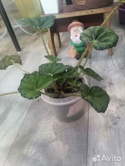 Бегония тигровая (Бегония Бауэра)