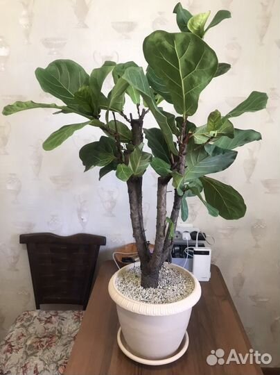 Фикус лировидный лирата