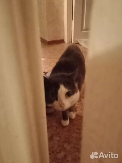 Отдам в хорошие руки кота