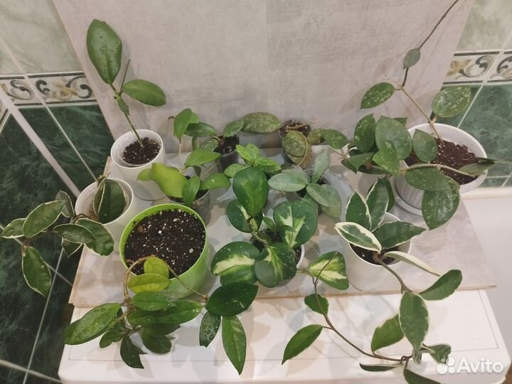 Хойи разные сорта