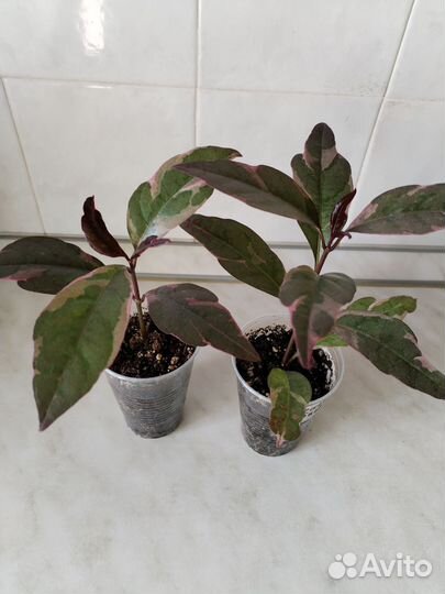 Псевдоэрантемум багряный