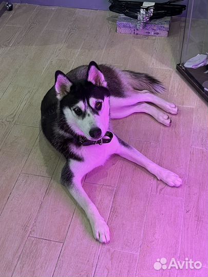 Хаски в добрые руки