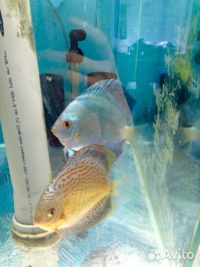 Продам дискусов