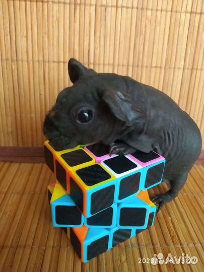 Бронь. Морская свинка Скинни. Миниатюра