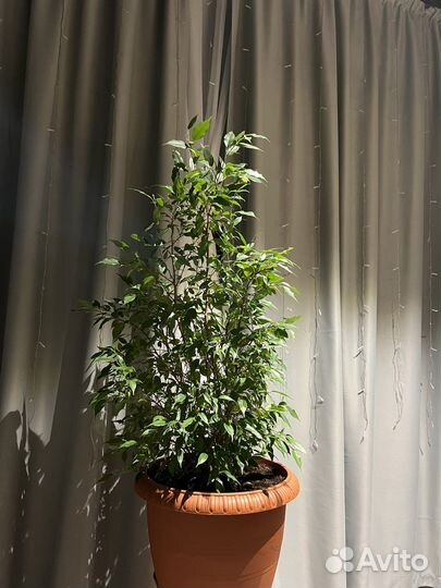 Фикус Бенджамина