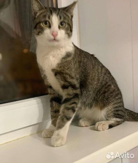 Ласкуша ищет семью