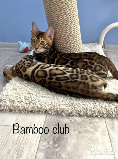 Бенгальские котята шоу класс