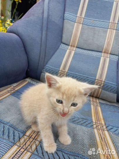 Котята 1.5мес