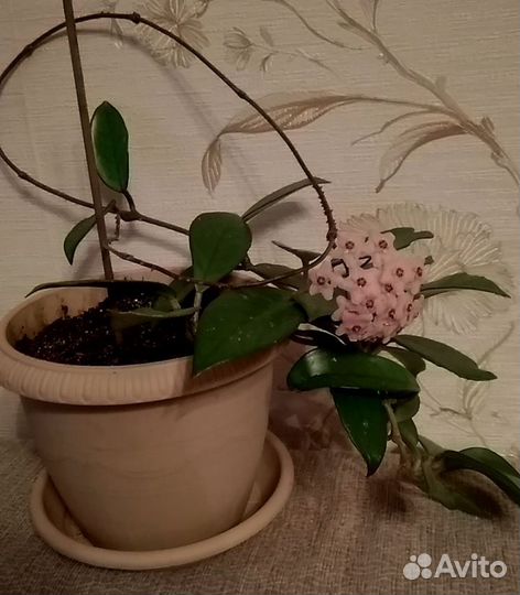 Хойя или восковой плющ