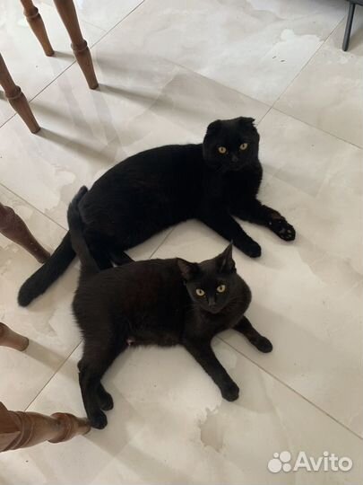 Отдам в добрые руки чёрных котят