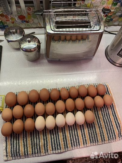 Куры несушки продам