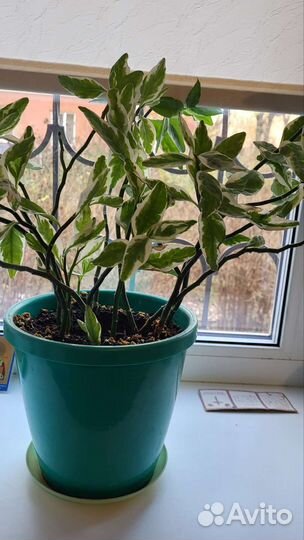 Бамбук пестролистный