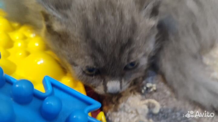 Британские котята