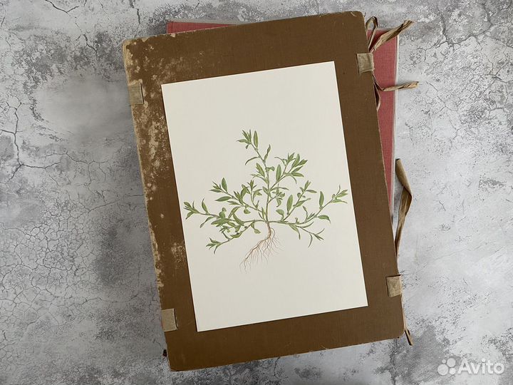 Литографии.Ботаника.Растения.Швейцария