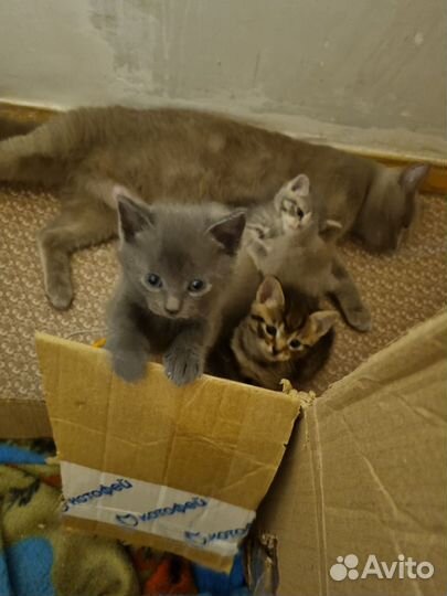 Кошка в дар бесплатно