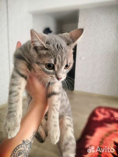 Кошки в добрые руки