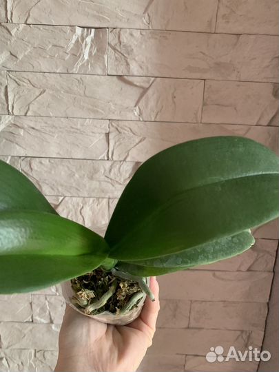 Орхидея Черный леопард