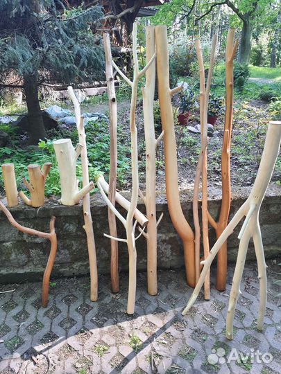 Стволы ветки веточки коряги коряжки палки корелиус