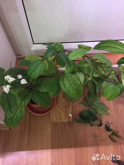 Клеродендрум томпсон