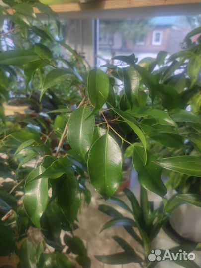 Фикус бенджамина большой