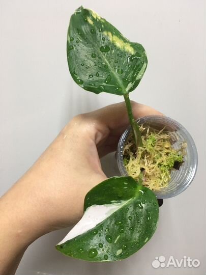 Фатсхедера