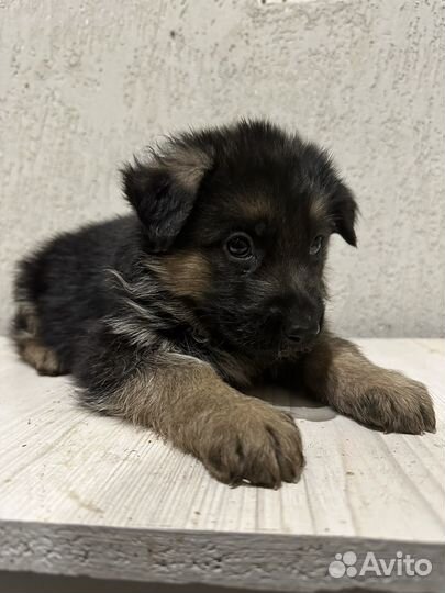 Щенки немецкой овчарки