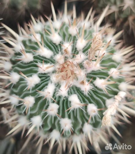 Стенокактус мультикостатус. Семена и растения