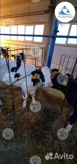 Телята, Бычки